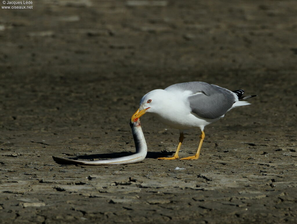 Yellow-legged Gull