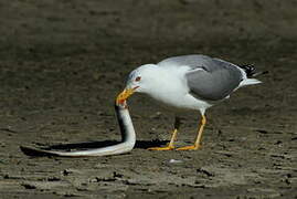 Yellow-legged Gull