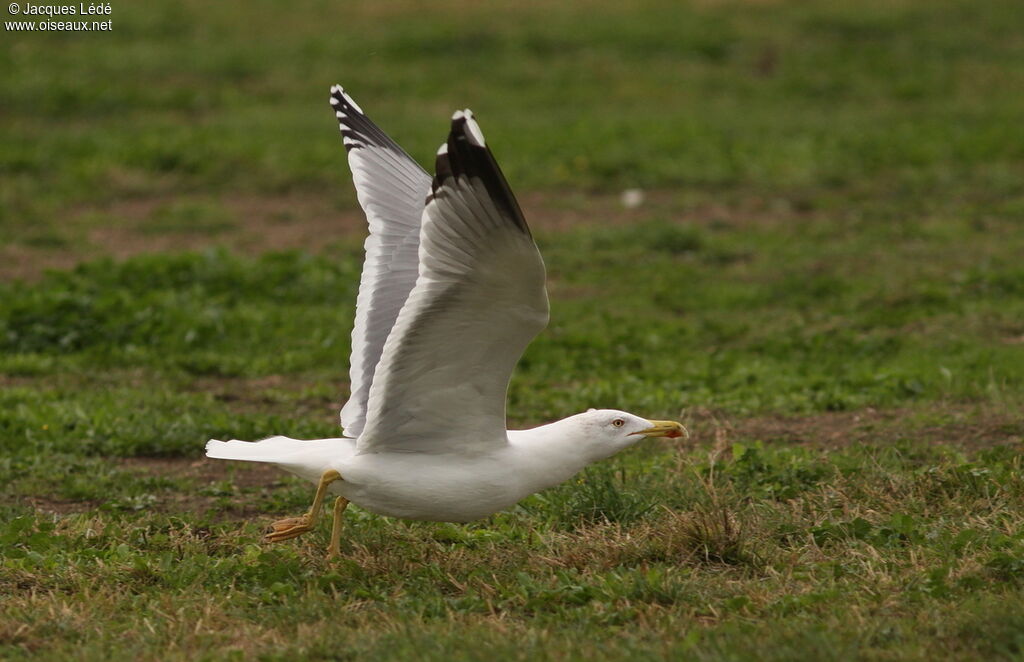 Yellow-legged Gull