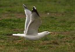 Yellow-legged Gull