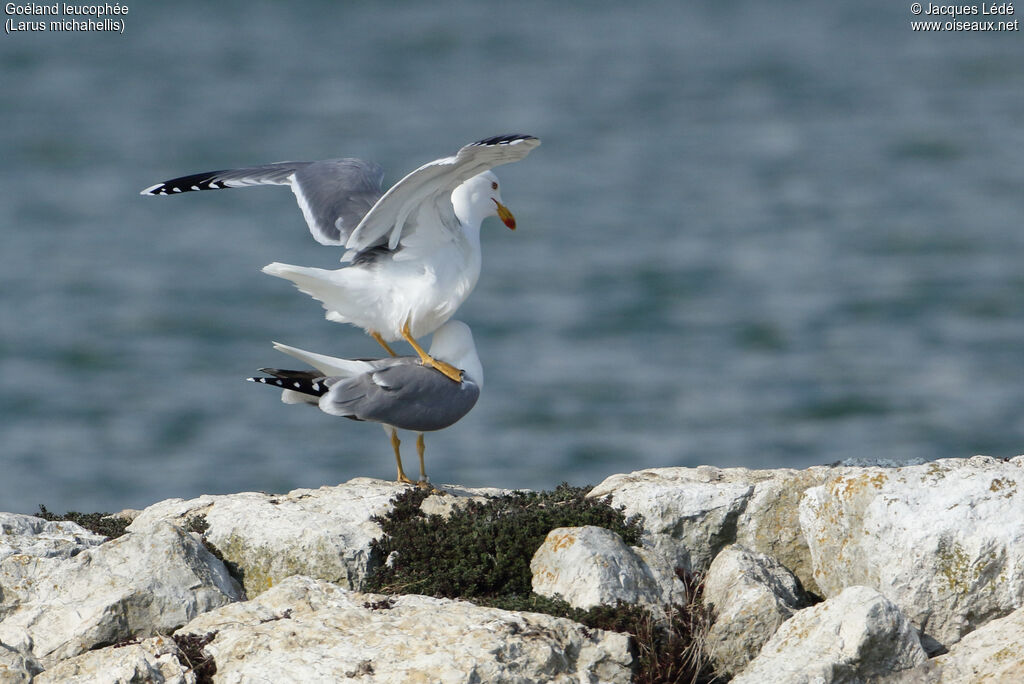 Yellow-legged Gull