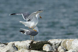 Yellow-legged Gull