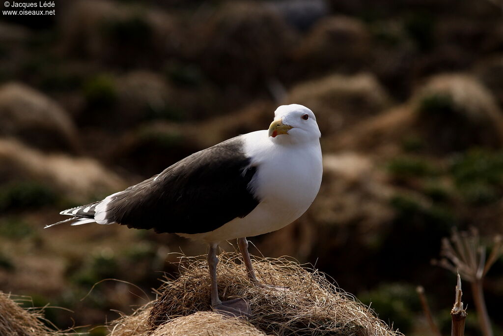 Great Black-backed Gull