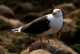 Great Black-backed Gull