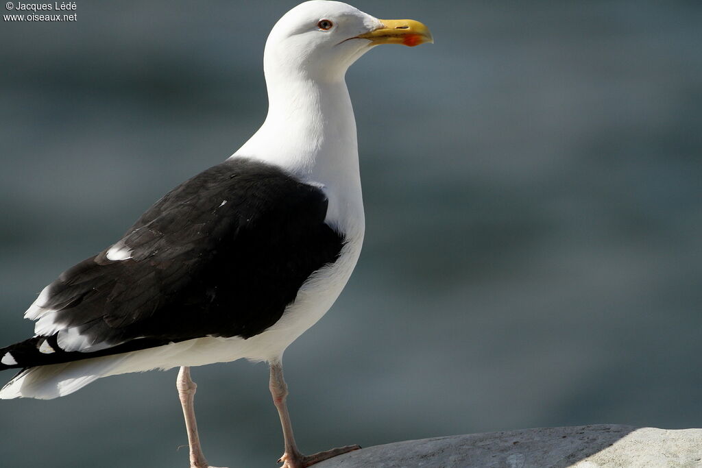 Great Black-backed Gull