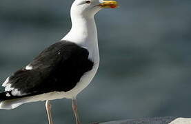 Great Black-backed Gull