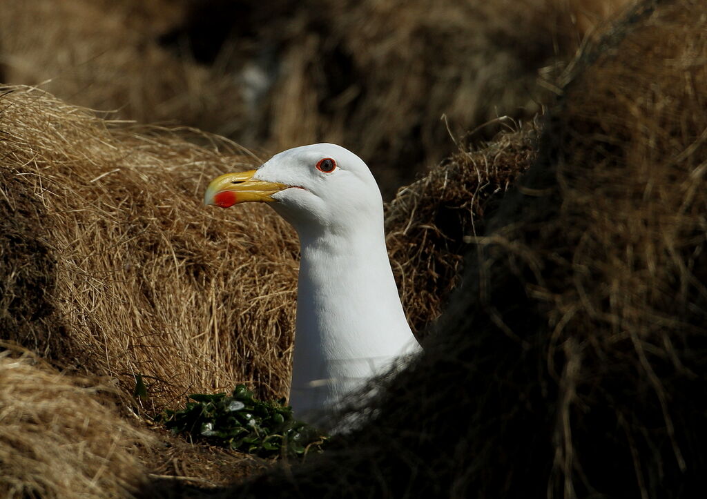 Great Black-backed Gull