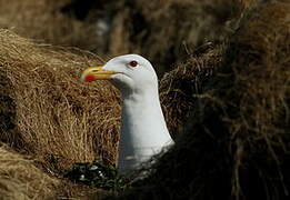 Great Black-backed Gull