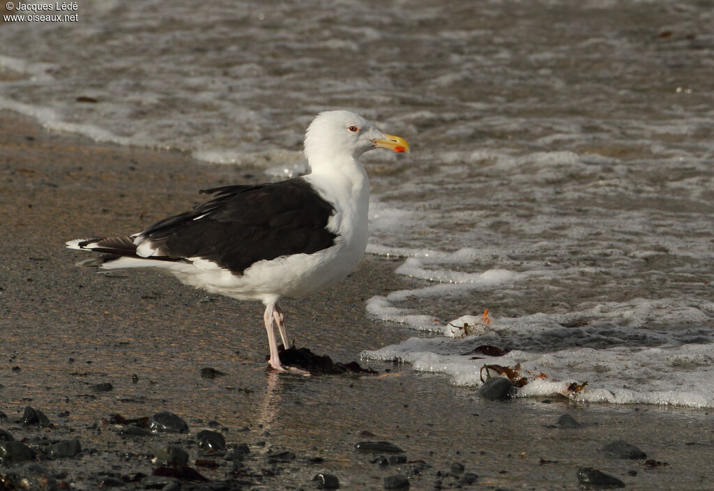 Great Black-backed Gull