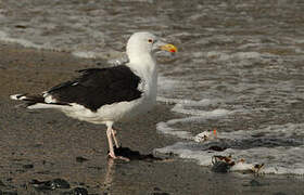 Great Black-backed Gull