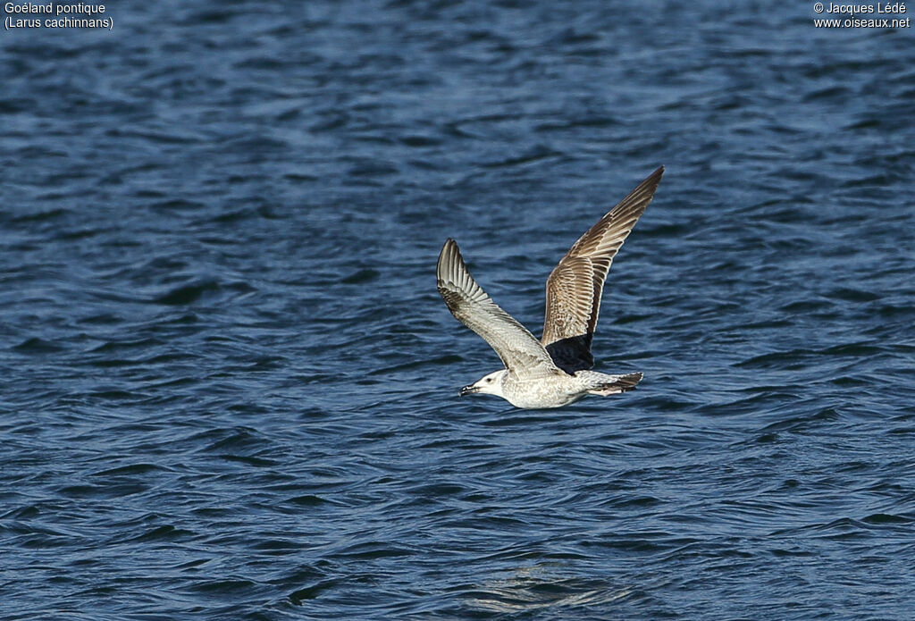 Caspian GullFirst year, Flight