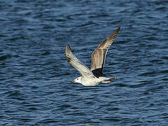 Caspian Gull