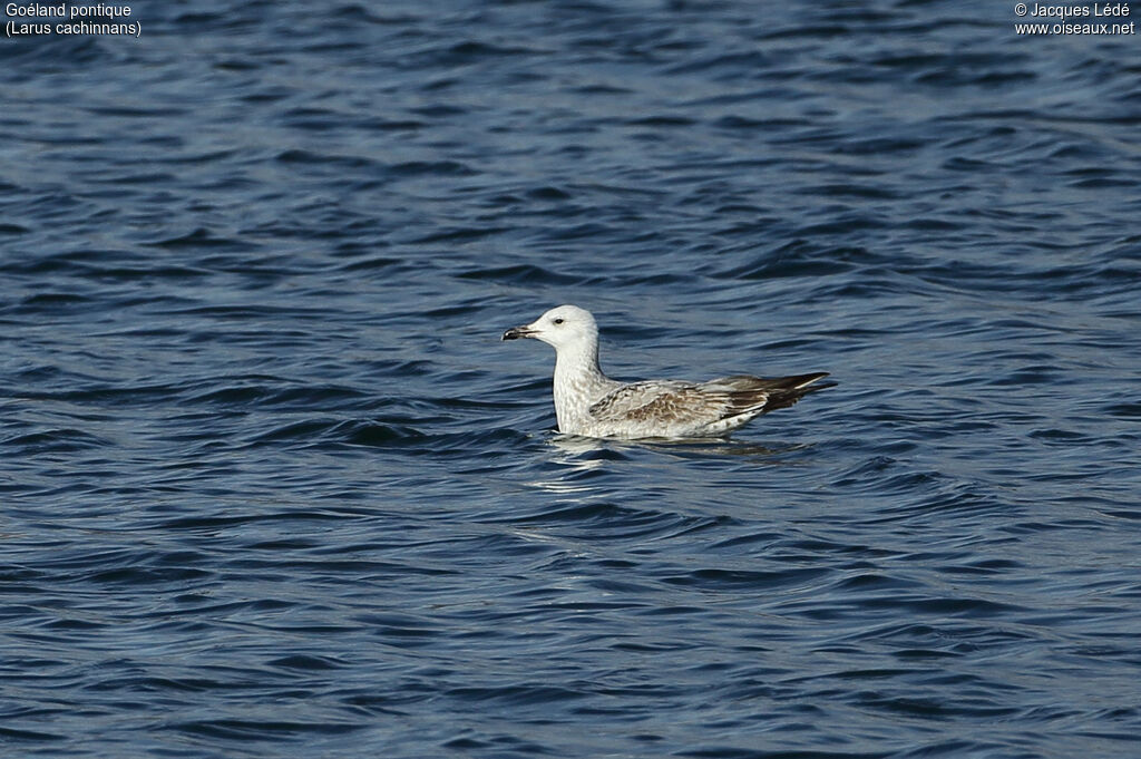 Caspian GullFirst year, swimming