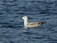 Caspian Gull