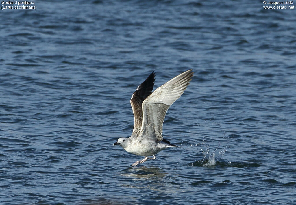 Caspian GullFirst year, Flight