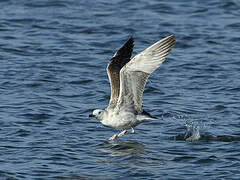 Caspian Gull