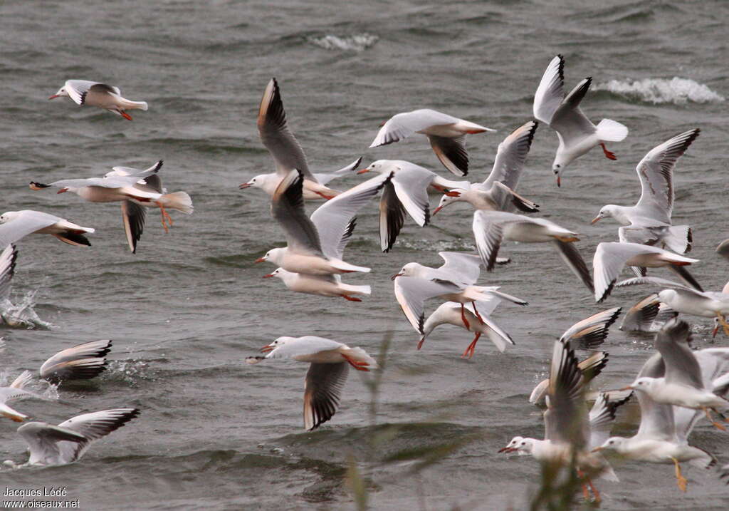 Slender-billed Gull, pigmentation, Flight