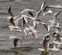 Slender-billed Gull