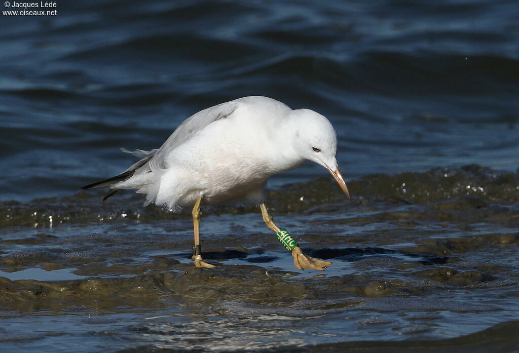 Slender-billed Gull