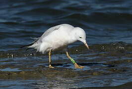 Slender-billed Gull