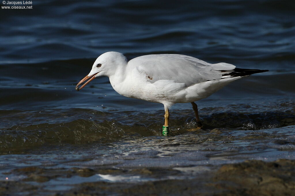 Slender-billed Gull