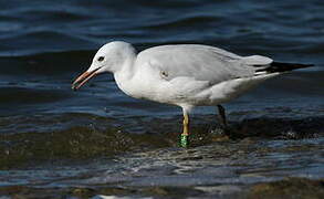 Slender-billed Gull