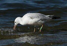 Slender-billed Gull