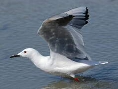 Slender-billed Gull