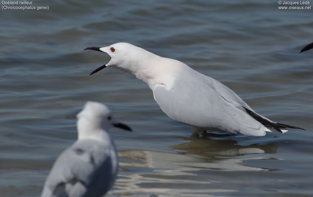 Slender-billed Gull