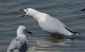 Slender-billed Gull