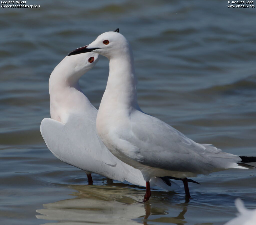 Slender-billed Gull