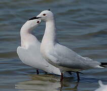 Slender-billed Gull