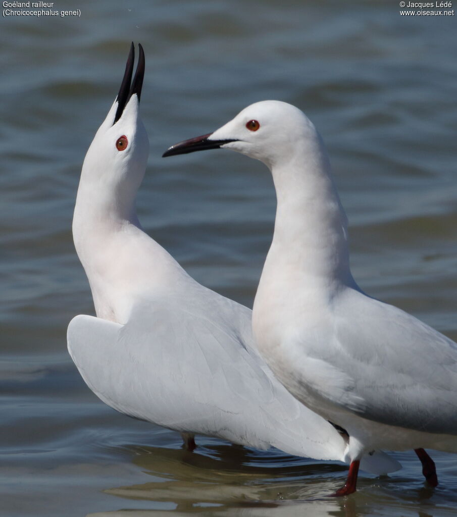 Slender-billed Gull