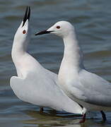 Slender-billed Gull