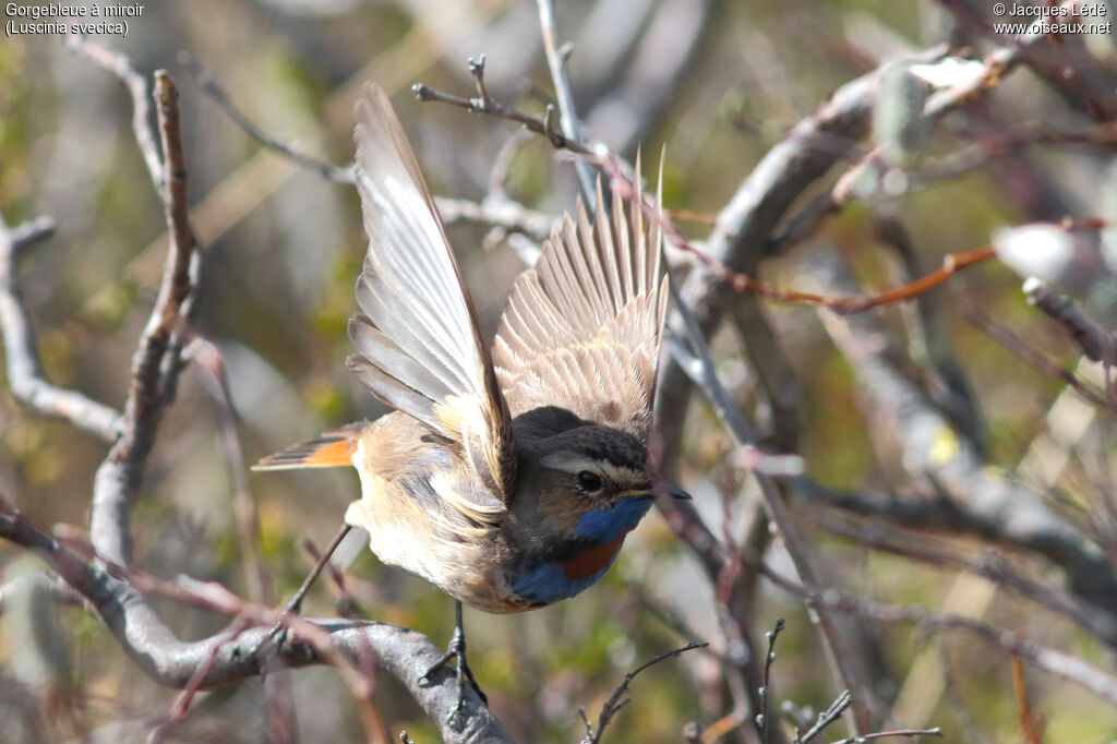 Bluethroat