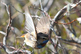 Bluethroat