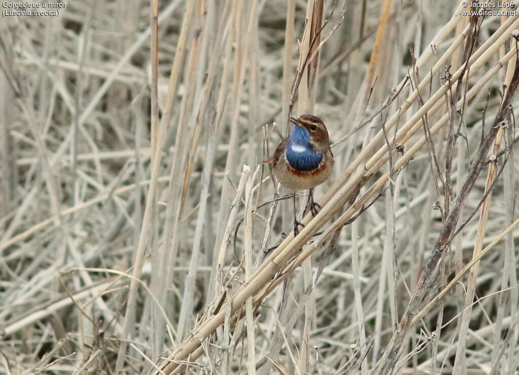 Bluethroat