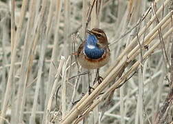 Bluethroat