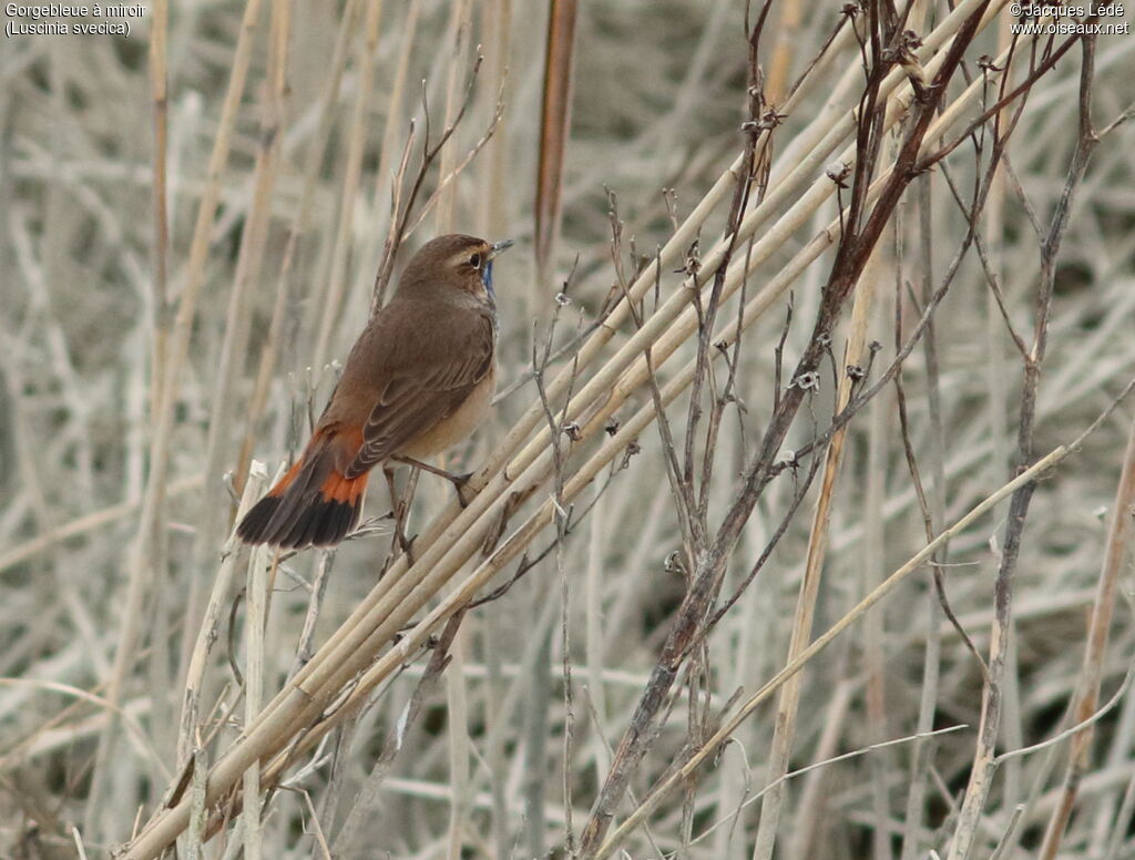 Bluethroat