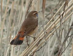 Bluethroat