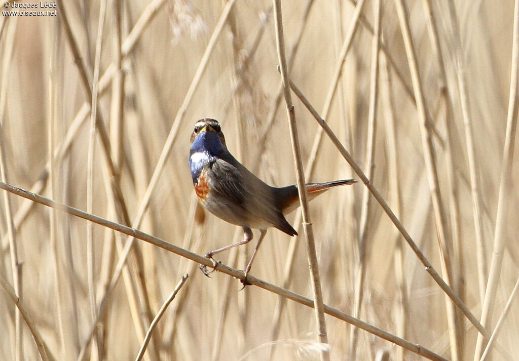 Bluethroat