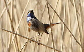 Bluethroat