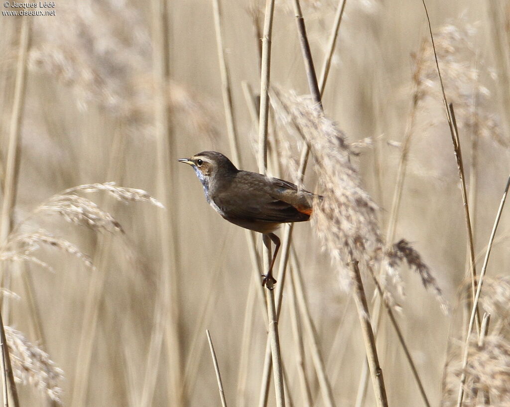 Bluethroat