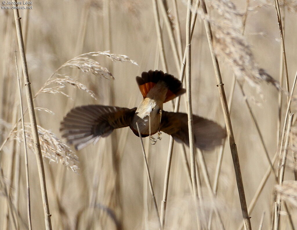 Bluethroat