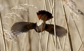 Bluethroat