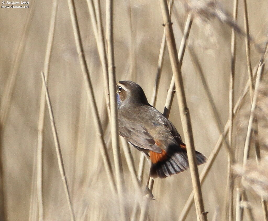 Bluethroat