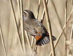 Bluethroat