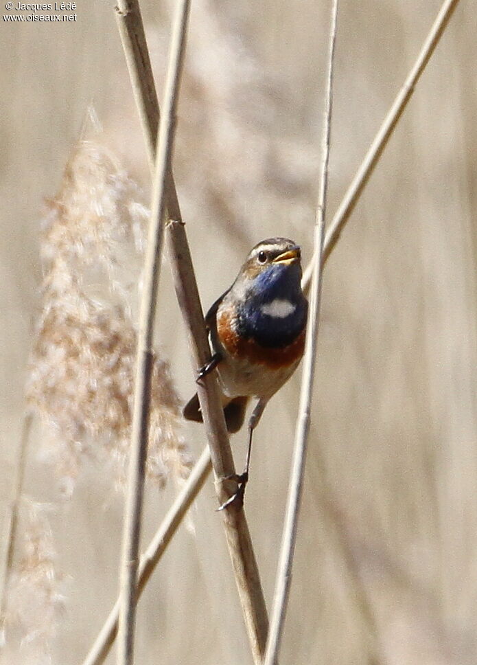 Bluethroat