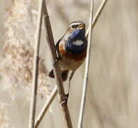 Bluethroat