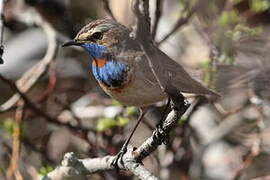 Bluethroat